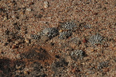 Conophytum minusculum