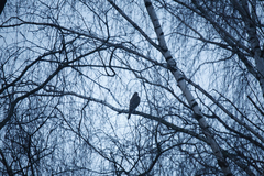 Accipiter nisus