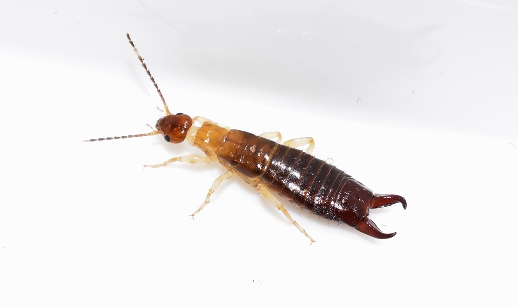 Ring-legged Earwig from Βούλα, Ελλάδα on February 18, 2022 at 12:23 AM ...