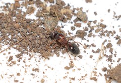 Pheidole