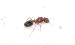 Pheidole