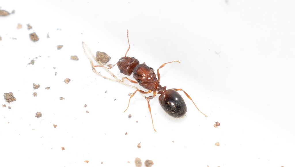 Indian Big-headed Ant