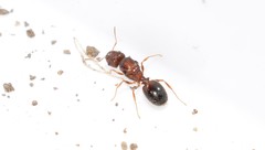 Pheidole