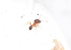 Pheidole