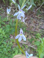Lobelia homophylla