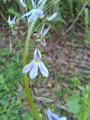 Lobelia homophylla