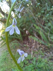 Lobelia homophylla