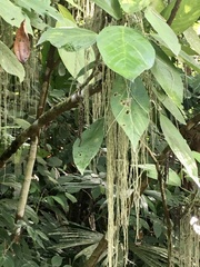 Myriocarpa longipes