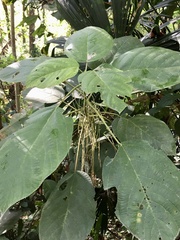 Myriocarpa longipes