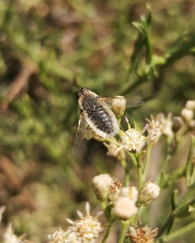 Aphoebantus tarapacensis