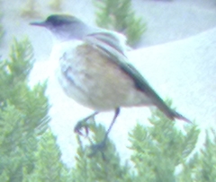 Muscisaxicola capistratus