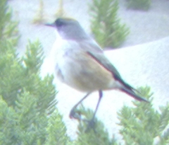 Muscisaxicola capistratus