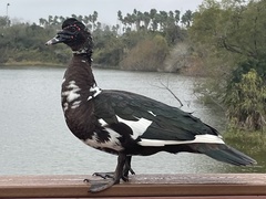 Cairina moschata domestica