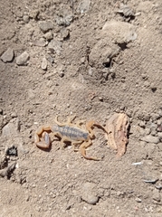 Centruroides vittatus
