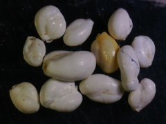Miliolidae