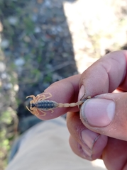 Centruroides vittatus