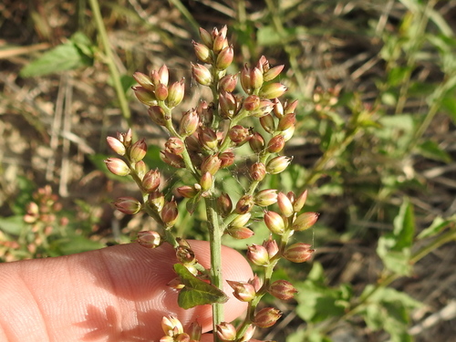 Image of Celosia nitida by (c) Sam Kieschnick, some rights reserved (CC BY)