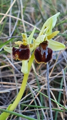 Ophrys sphegodes massiliensis