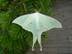 Actias artemis