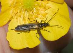 Oedemera pthysica