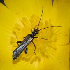 Oedemera pthysica
