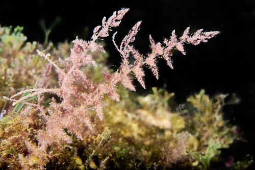 Asparagopsis armata
