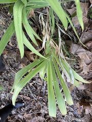Iris domestica