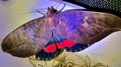 Phyllodes imperialis smithersi
