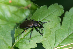 Carabus regalis