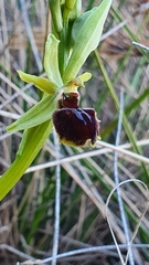 Ophrys sphegodes massiliensis