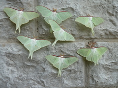 Actias artemis