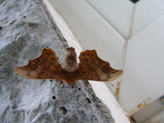 Oberthueria caeca