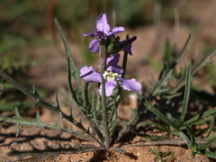 Matthiola longipetala livida