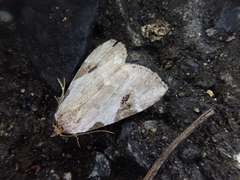 Chorsia japonica