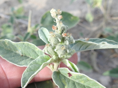 twocolor croton (Croton leucophyllus)