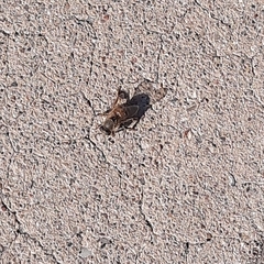Apis mellifera