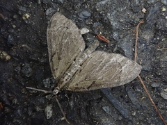 Lobophorodes obscuraria