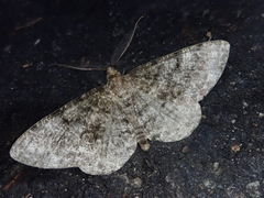 Heterarmia costipunctaria