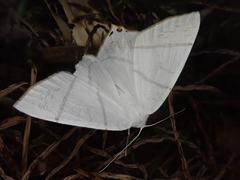 Ourapteryx obtusicauda