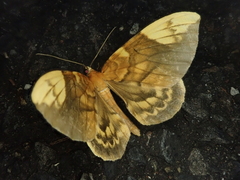 Gandaritis fixseni
