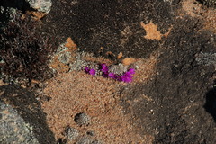 Conophytum minusculum