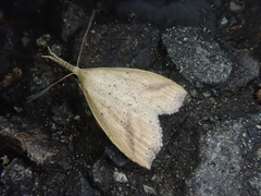 Hypenomorpha calamina