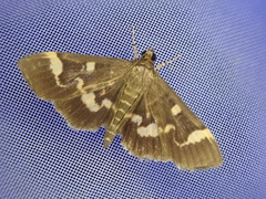 Herpetogramma luctuosalis