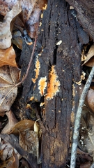 Hydnophlebia