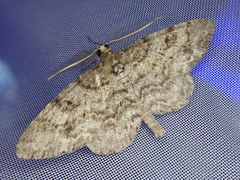 Protoboarmia faustinata