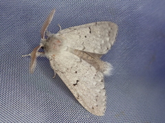 Cnethodonta grisescens