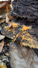 Hydnophlebia