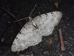 Protoboarmia faustinata