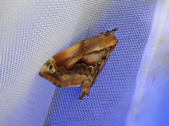 Lophomilia polybapta