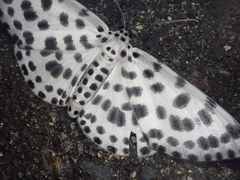 Antipercnia albinigrata